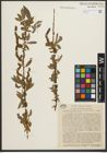 Foto von Salix pycnostachya Andersson